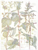 NETTLES. Urticaceae. Common Stinging Nettle; Common Hop; Wall Pellitory 1907