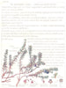 FLOWERS. Crowberry Family. Empetraceae. Black Crowberry; Crakeberry 1907 print