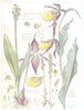 FLOWERS. Orchid. Orchidaceae. Fen Orchid; Ladys Slipper Orchid; Bog Orchid 1907