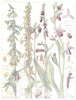 ORCHIDS. Orchidaceae. Broad Leaved Helleborine; Man, Spider, Fly,Bee Orchid 1907