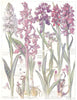 ORCHIDS.Spotted Green-Winged Broad Leaved Marsh Early Purple Crimson Orchid 1907
