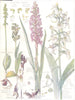 ORCHIDS.Orchidaceae.Musk Sweet Scented Frog Greater Butterfly Orchids 1907