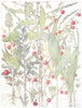 LILIES.Two-Leaved Maylily;Butchers Broom;Solomon's Seal;Lily of the Valley 1907