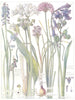 LILIES.Ransoms Broad-Leaf Garlic;Spring Squill;Bluebell;Wild,Grape Hyacinth 1907