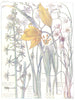 LILIES.Spiked Star-of-Bethlehem;Bournemouth Lily;Wild Tulip;Mtn Spider Wort 1907