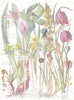 LILIES.Liliaceae.Scottish, Bog Asphodel;Yellow Star-of-Bethlehem;Fritillary 1907