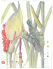 FLOWERS. Arum. Araceae Aroïdeae. Wild Cuckoo Pint; Lords and Ladies 1907 print