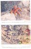 SEA STARS. Starfish; young Mussels; Crumb- - bread Sponge; Beadlet Anemone 1936