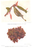 ASCIDIANS. Golden Stars Tunicate; Gooseberry Sea Squirt 1936 vintage print