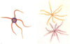 FISH. Brittlestar (Ophiocoma nigra) ; Feather- Stars (Antendon bifida)  1936