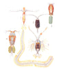 MEDITERRANEAN COPEPODS. Candace ethiopica. Corycaeus venustus. Oncaea 1936