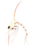 CRUSTACEANS. Zoea Larva of Edible Crab (Cancer pagurus)  1936 old print