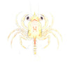 CRUSTACEANS. Megalopa Larva of Edible Crab (Cancer pagurus)  1936 old print