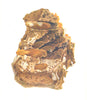 CRUSTACEANS. Date Mussels (Lithophagus Lithophagus) boring in rock 1936 print