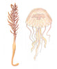 FISH. Pennatula phosphorea. Luminous Sea Pen; Pelagia noctiluca. Jellyfish 1936