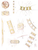 ALGAE.Diatoms,Coscinodiscus excentricus.Skeletonema costatum.Chaetoceros 1936