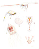 FISH. Larva Plankton; Porcelain Crab Hermit Squat- Lobster; Mollusc; medusa 1936