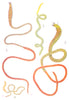 ATLANTIC PAOLO WORM. Eunice fucata; Mature Immature male. Female 1936 print