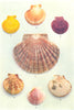 OYSTERS.Spat Native Oyster Scallop shell(Ostrea edulis)Portuguese(angulata) 1936