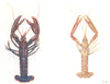 NORWAY. Common Lobster (Homarus vulgaris) ;  (Nephrops norvegicus)  1936 print