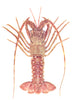 LANDSCAPES. The Rock Lobster or Crawfish (Palinurus vulgaris)  1936 old print