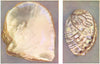 MOLLUSCS. Pearl Oyster (Margaritifera) ; Ormer (Haliotis tuberculata)  1936