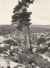 SEINE-ET-MARNE. Le désert d'Apremont 1902 old antique vintage print picture
