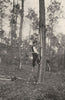 LANDES. Landes- Récolte de la résine (procédé ancien) . SMALL. 1903 old print