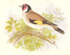 BIRDS. Songbirds . Goldfinch (Anne Pratt, SPCK) 1857 antique print picture