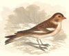BIRDS. Songbirds . Snow Bunting (Anne Pratt, SPCK) 1857 old antique print