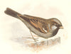 BIRDS. Songbirds . Sparrow (Anne Pratt, SPCK) 1857 old antique print picture