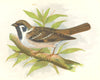 BIRDS. Songbirds . Tree Sparrow (Anne Pratt, SPCK) 1857 old antique print