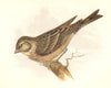 BIRDS. Songbirds . Linnet (Anne Pratt, SPCK) 1857 old antique print picture