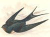 BIRDS. Songbirds . Swallow (Anne Pratt, SPCK) 1857 old antique print picture