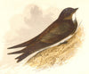 BIRDS. Songbirds . Sand Martin (Anne Pratt, SPCK) 1857 old antique print