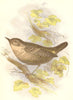 BIRDS. Songbirds . Wren (Anne Pratt, SPCK) 1857 old antique print picture