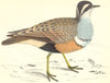 BIRDS. Dotterel (Morris) 1880 old antique vintage print picture