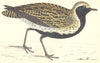 BIRDS. Golden Plover (Morris) 1880 antique vintage print picture