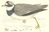 BIRDS. Ringed Dotterel (Morris) 1880 old antique vintage print picture