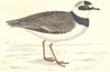 BIRDS. Little Ringed Dotterel (Morris) 1880 old antique vintage print picture