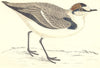 BIRDS. Kentish Dotterel (Morris) 1880 old antique vintage print picture