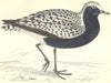 BIRDS. Grey Plover (Morris) 1880 old antique vintage print picture