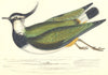 BIRDS. Peewit (Morris) 1880 old antique vintage print picture