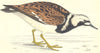 BIRDS. Turnstone (Morris) 1880 old antique vintage print picture