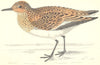 BIRDS. Sanderling (Morris) 1880 old antique vintage print picture