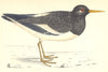 BIRDS. Oyster- Catcher (Morris) 1880 old antique vintage print picture
