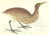 BIRDS. American Bittern (Morris) 1880 old antique vintage print picture