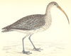 BIRDS. Curlew (Morris) 1880 old antique vintage print picture