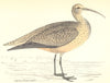 BIRDS. Esquimaux Curlew (Morris) 1880 old antique vintage print picture