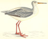BIRDS. Spotted Redshank (Morris) 1880 old antique vintage print picture